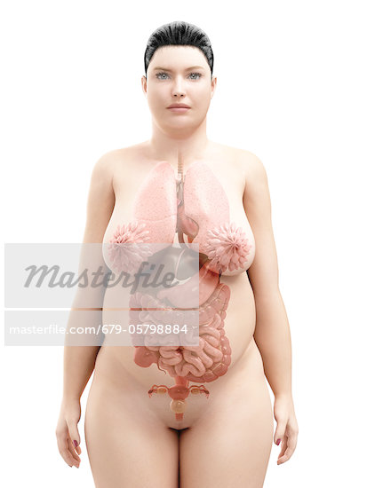 Female Digestive System