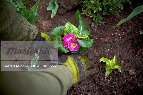 Gardening In Ontario