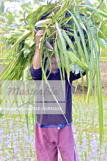 Bali Agriculture