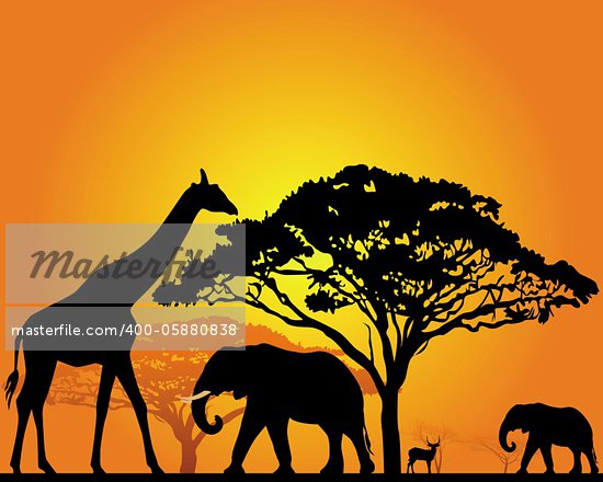 African Tree Vector