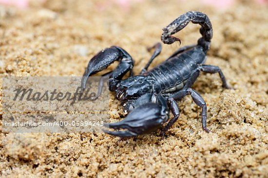 Desert Animals Scorpion