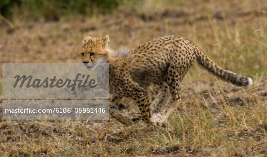 Cheetah Cubs Running
