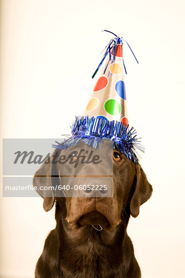 Chocolate Lab Birthday