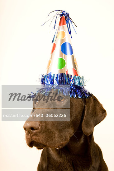 Chocolate Lab Birthday