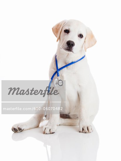 White Baby Labrador