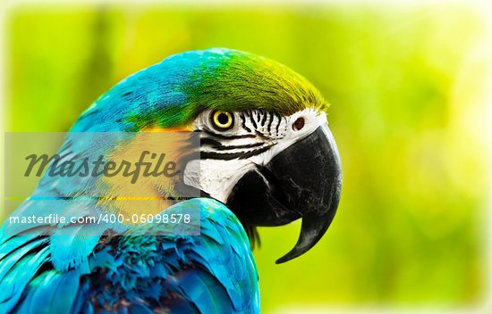 parrot beak template