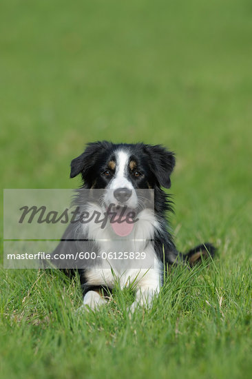 Bavarian Sheepdog