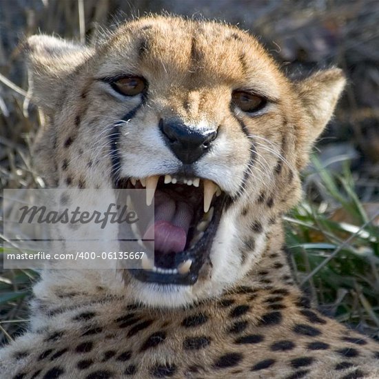 Cheetahs Teeth