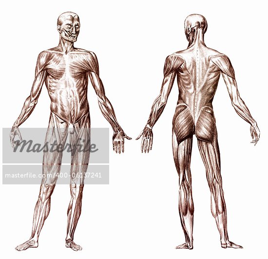 anatomical muscle