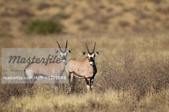 Kalahari Desert Animals