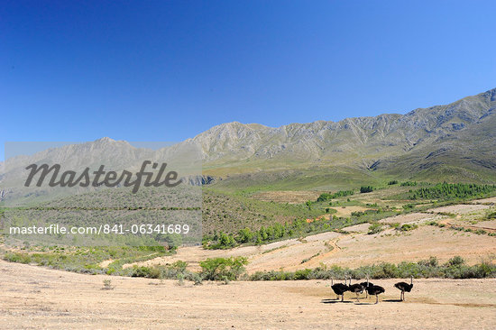 Swartberg South Africa