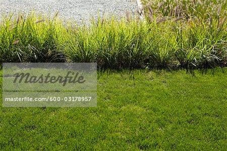 Ornamental Grass Stock Photo - Premium Royalty-Free, Artist: Red 
