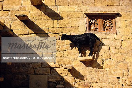 http://image1.masterfile.com/getImage/700-00085967em-goat-standing-on-brick-in-wall-jaisalmer.jpg