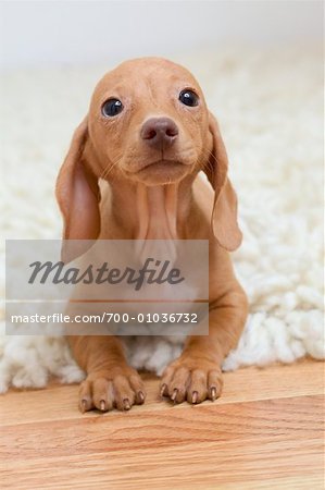  - 700-01036732em-Dachshund-Puppy---