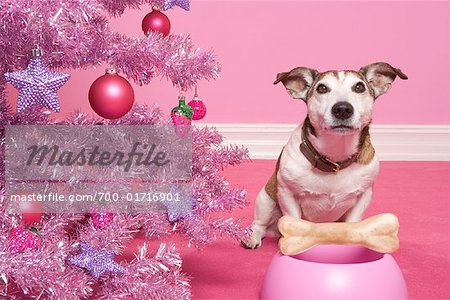  - 700-01716901em-Jack-Russell-Terrier-with-Dog-Bone-next-to-Christmas-Tree---