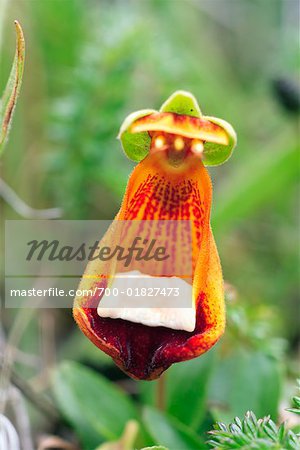  - 700-01827473em-Close-Up-of-Slipperwort-Flower--Torres-del-Paine-National-Park--Patago