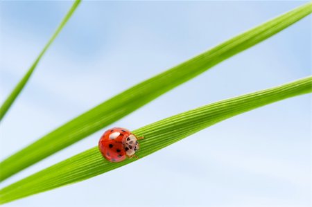 simsearch:400-04920020,k - A ladybug sitting on a blade of grass Foto de stock - Super Valor sin royalties y Suscripción, Código: 400-04007311