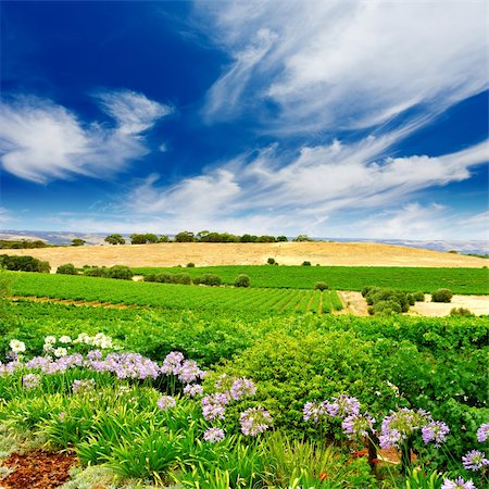 Vineyard with flowers in the foreground Stock Photo - Budget Royalty-Free & Subscription, Code: 400-04008549