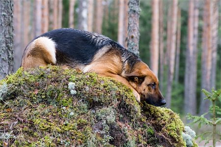 simsearch:400-06424912,k - Germany Sheep-dog laying on the stone Foto de stock - Super Valor sin royalties y Suscripción, Código: 400-04000074