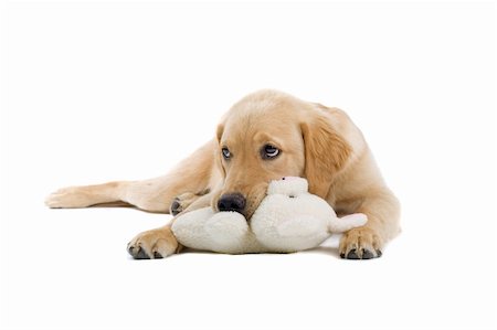 simsearch:400-05200802,k - golden retriever puppy with a stuffed toy in his mouth isolated on a white background Stock Photo - Budget Royalty-Free & Subscription, Code: 400-04000244