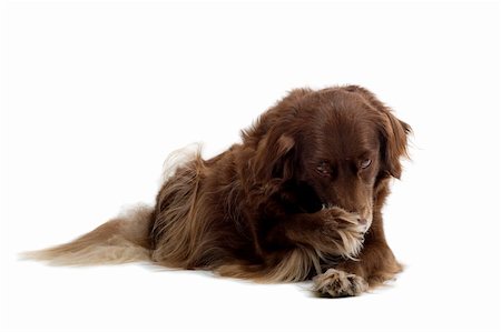 simsearch:400-05200802,k - setter retriever dog  isolated on a white background with its pawn on his nose Stock Photo - Budget Royalty-Free & Subscription, Code: 400-04000245
