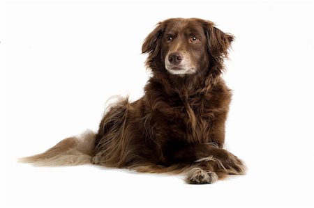 simsearch:400-05200802,k - setter retriever dog  isolated on a white background Stock Photo - Budget Royalty-Free & Subscription, Code: 400-04000246