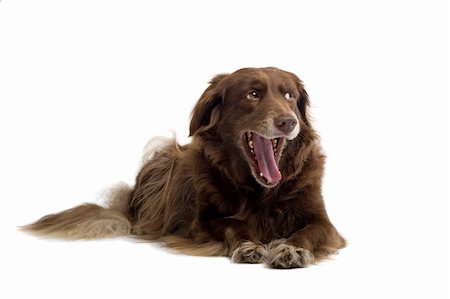 simsearch:400-05200802,k - setter retriever dog  isolated on a white background Stock Photo - Budget Royalty-Free & Subscription, Code: 400-04000247