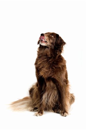 simsearch:400-05200802,k - setter retriever dog  isolated on a white background Stock Photo - Budget Royalty-Free & Subscription, Code: 400-04000248