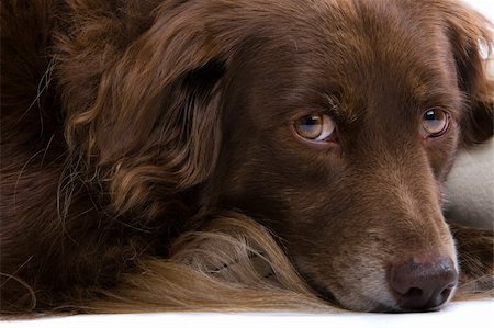 simsearch:400-05200802,k - setter retriever dog  isolated on a white background Stock Photo - Budget Royalty-Free & Subscription, Code: 400-04000249