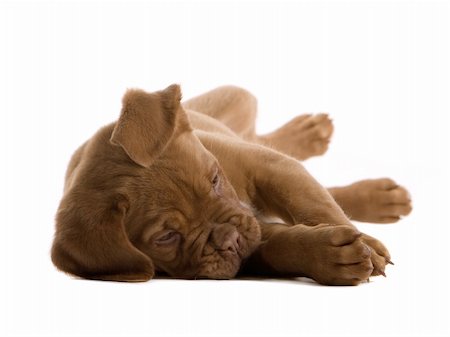 simsearch:400-05732964,k - French bordeaux dog puppy isolated on a white background Stock Photo - Budget Royalty-Free & Subscription, Code: 400-04000264