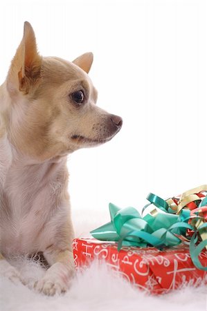 simsearch:673-02138072,k - chihuahua baby christmas vertical Stock Photo - Budget Royalty-Free & Subscription, Code: 400-04000369