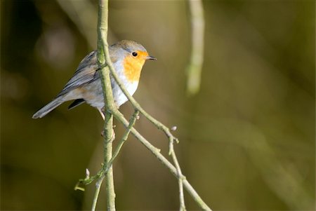 simsearch:400-04604339,k - Robin on a twig in a green environment Stock Photo - Budget Royalty-Free & Subscription, Code: 400-04000460