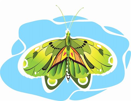 simsearch:400-06912266,k - Illustration  of Butterfly in  Green colour Stock Photo - Budget Royalty-Free & Subscription, Code: 400-04002546