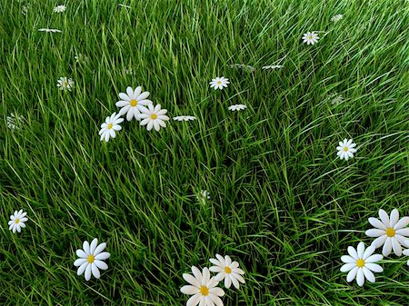 simsearch:400-05362449,k - 3d rendered illustration of a grass field with white flowers Stock Photo - Budget Royalty-Free & Subscription, Code: 400-04003531