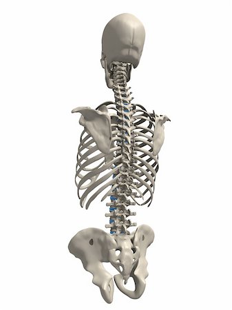 3d rendered x-ray illustration of a human skeletal torso- back side Stock Photo - Budget Royalty-Free & Subscription, Code: 400-04003550