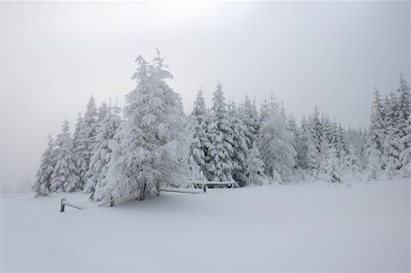 winter landscape with fog and mist Stock Photo - Budget Royalty-Free & Subscription, Code: 400-04003944