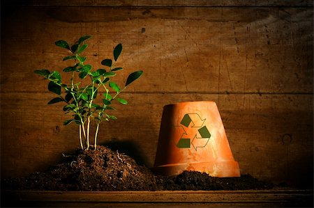 simsearch:649-06532928,k - Close-up of young plant  with flower pot Stock Photo - Budget Royalty-Free & Subscription, Code: 400-04015647