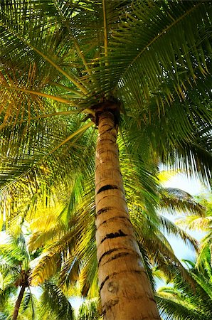 simsearch:400-04701752,k - Palm tree canopies in tropical forest on a Caribbean island Photographie de stock - Aubaine LD & Abonnement, Code: 400-04016140