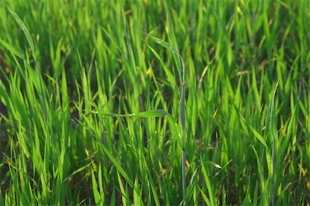 simsearch:400-03991406,k - grass blades lit by summer sunlight Stock Photo - Budget Royalty-Free & Subscription, Code: 400-04016279