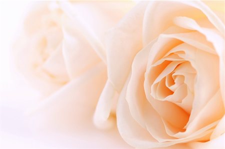 simsearch:400-08528676,k - Macro of two delicate beige roses on white background Stock Photo - Budget Royalty-Free & Subscription, Code: 400-04017116