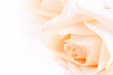 simsearch:400-08528676,k - Macro of two delicate high key beige roses on white background Stock Photo - Budget Royalty-Free & Subscription, Code: 400-04017117