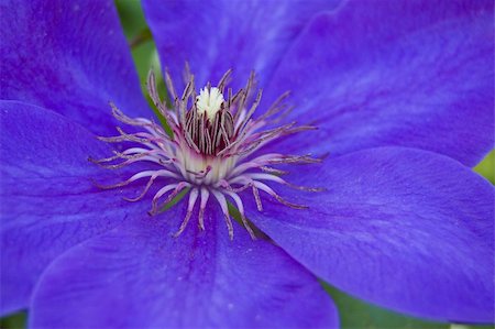 Blue clematis Stock Photo - Budget Royalty-Free & Subscription, Code: 400-04018809