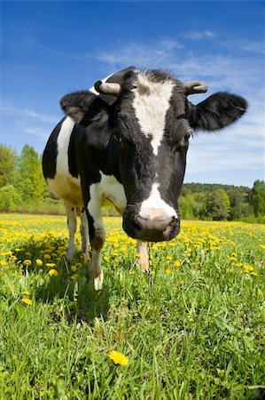 dairy cows with blue eyes - The adult black-and-white cow stands on a green meadow with yellow flowers and looks in a shot Stock Photo - Budget Royalty-Free & Subscription, Code: 400-04019135