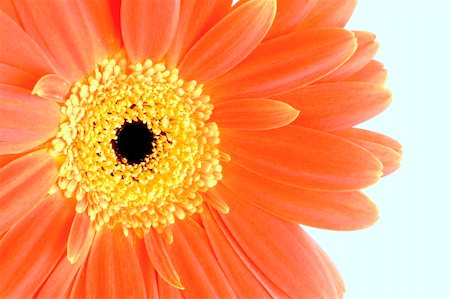 orange gerbera flower isolated on white background Stock Photo - Budget Royalty-Free & Subscription, Code: 400-04013495