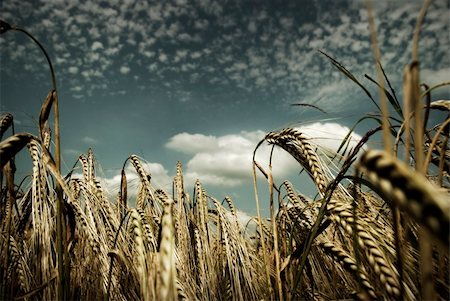 Corn field from a low angle taken in summer. Stock Photo - Budget Royalty-Free & Subscription, Code: 400-04024415