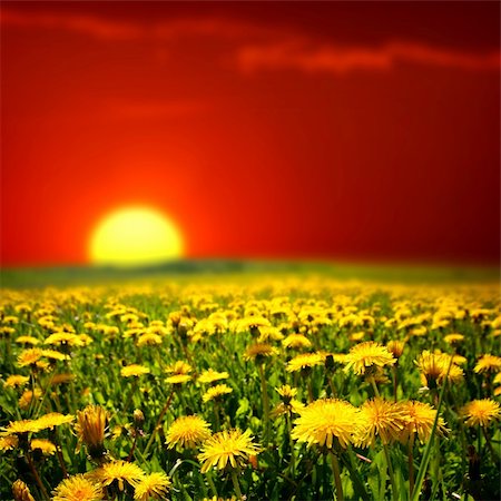 simsearch:400-04399510,k - sunrise yellow colorful clouds and  dandelion field Stock Photo - Budget Royalty-Free & Subscription, Code: 400-04024525