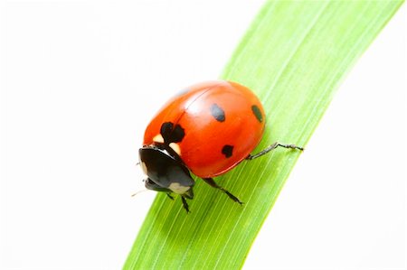 simsearch:400-04920020,k - red ladybug on green grass isolated Foto de stock - Super Valor sin royalties y Suscripción, Código: 400-04025576