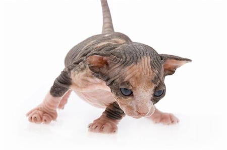 egyptian sphynx cat - Sphinx kitten trying to walk on isolated background Stock Photo - Budget Royalty-Free & Subscription, Code: 400-04027713