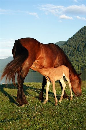 horse feeding the foal, on a green grass, under the blue sky Stock Photo - Budget Royalty-Free & Subscription, Code: 400-04028107