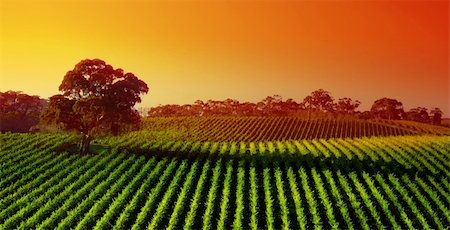 Beautiful Vineyard Landscape with large gum tree Stock Photo - Budget Royalty-Free & Subscription, Code: 400-04028238